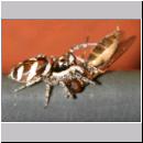 Salticus scenicus - Springspinne 15a mit Schwebfliege - Melanostoma.jpg